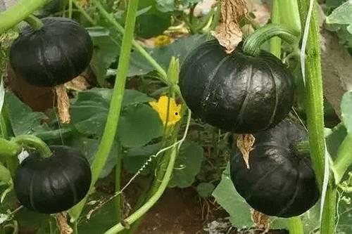 贝贝瓜鲜花怎么吃,贝贝瓜鲜花的多样食用指南