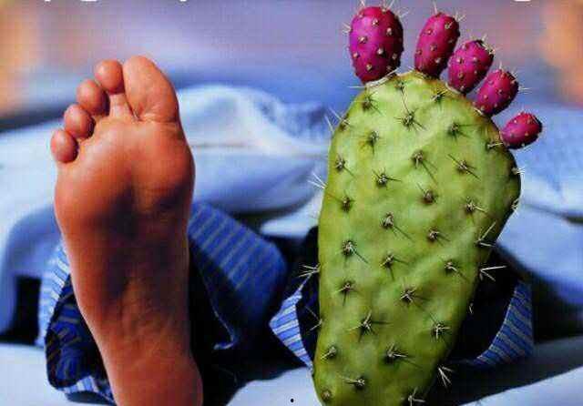 痛风吃网纹瓜,网纹瓜助力健康饮食新选择