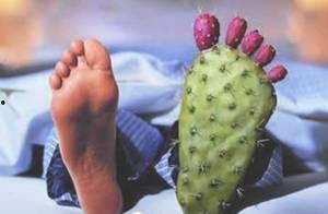 痛风吃网纹瓜,网纹瓜助力健康饮食新选择