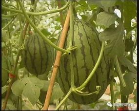 江苏旅游吃瓜,品味瓜果飘香，畅游水乡风情