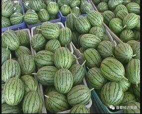 江苏旅游吃瓜,品味瓜果飘香，畅游水乡风情