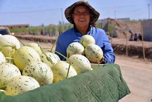 瓜州吃驼峰,驼峰的独特风味之旅