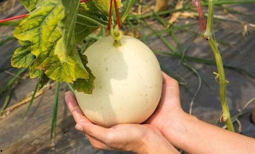 吃烧瓜会上火吗,吃烧瓜会上火吗？揭秘常见食材的火气影响