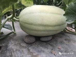 如何找瓜吃,教你轻松找到美味瓜果