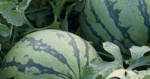 如何找瓜吃,教你轻松找到美味瓜果