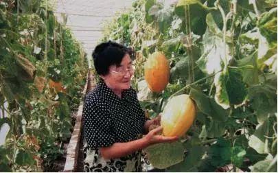 91瓜太郎吃瓜网,揭秘娱乐圈最新瓜料，带你畅游吃瓜盛宴