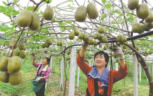 安徽审计吃瓜,吃瓜群众围观审计风云