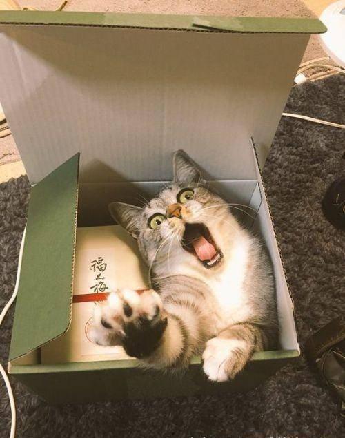 带你吃瓜o o,带你领略“带你吃瓜o o”的独特魅力