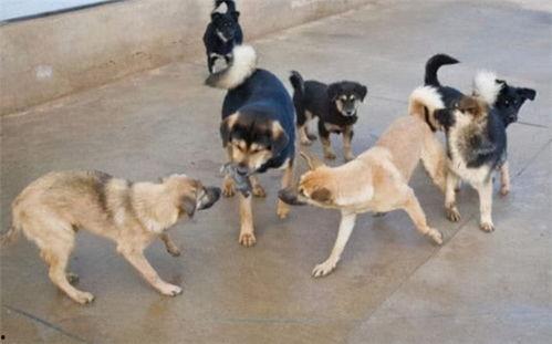 恶狗吃蜜瓜,一场意外引发的趣味故事