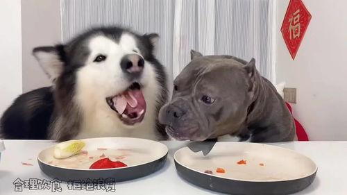 恶狗吃蜜瓜,一场意外引发的趣味故事