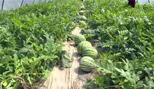 霍州最新吃瓜新闻事件,真相竟如此惊人！