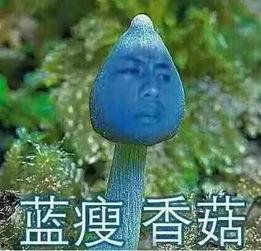 吃瓜群众香菇,揭秘娱乐圈背后的那些事儿