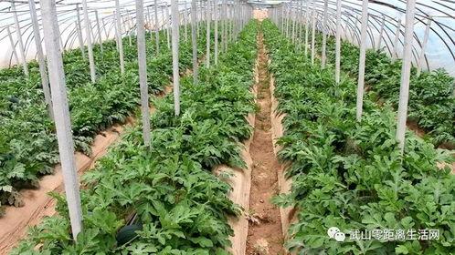 武山老师吃瓜,揭秘娱乐圈幕后故事