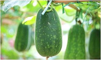 夏天吃哪三瓜减肥,轻松享瘦，健康一夏