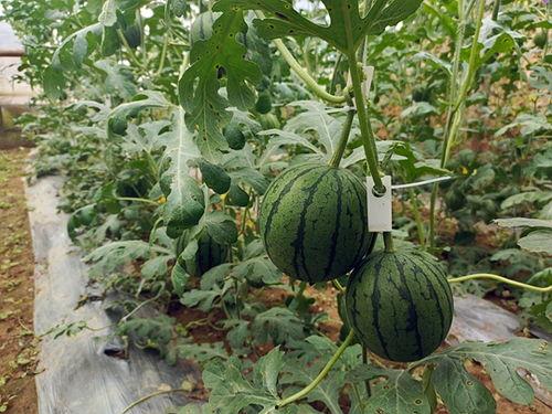 吃瓜中牟,揭秘娱乐圈背后的故事