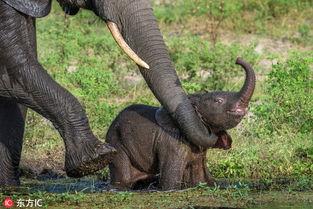 吃小象的瓜,吃小象瓜背后的惊人真相