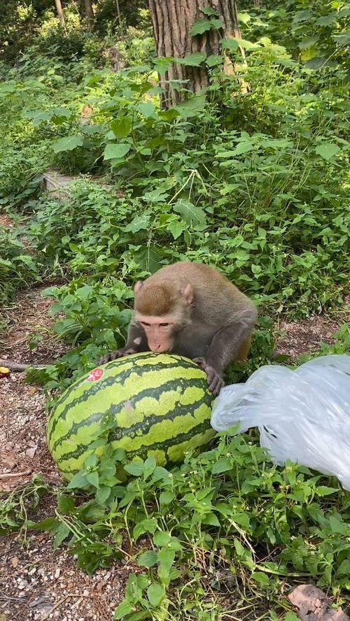 猴瓜怎么吃最好