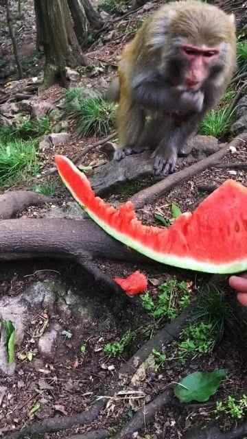 猴瓜怎么吃最好