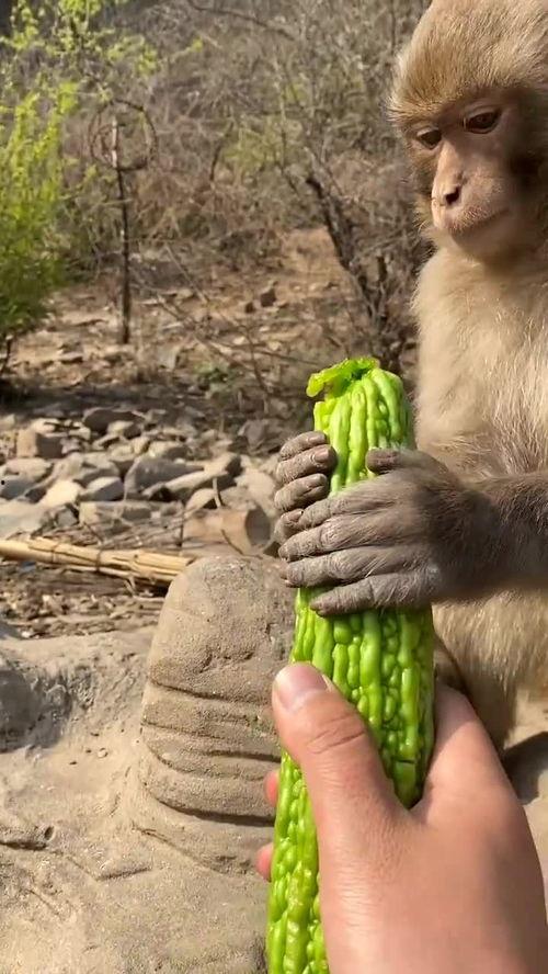 猴瓜怎么吃最好