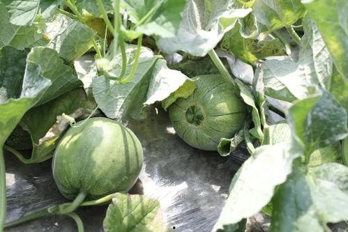 新疆吃的瓜季节,四季瓜果盛宴掠影