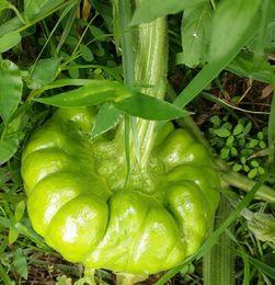 姜柄瓜可以吃吗,美味可口的健康食材探索