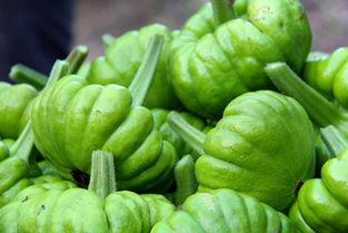 姜柄瓜可以吃吗,美味可口的健康食材探索