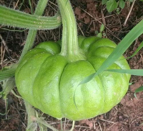 姜柄瓜可以吃吗,美味可口的健康食材探索