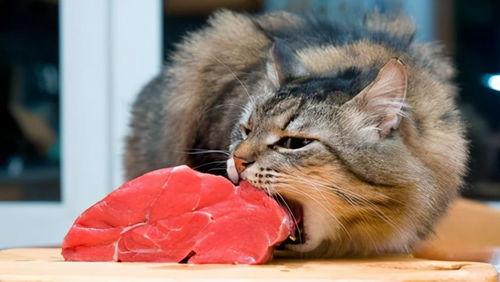 柚子猫吃瓜事件,网络热议背后的真相揭秘