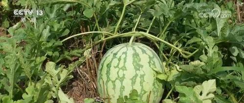 水平吃瓜,揭秘娱乐圈幕后真相