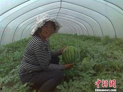 江苏阿姨聚会吃瓜,瓜田乐享，邻里情深