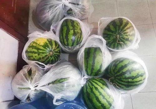 拿着瓜吃,手持瓜果，尽享清凉时光