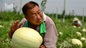 拿着瓜吃,手持瓜果，尽享清凉时光