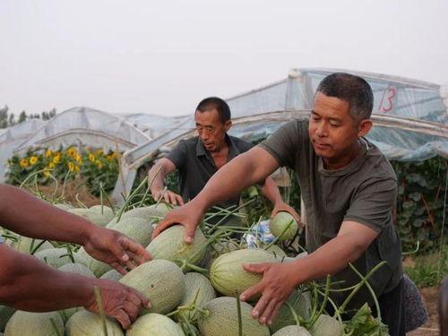 岗头村吃瓜视频