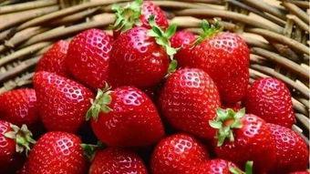 草莓仙女吃瓜,草莓仙女与神秘瓜果的奇幻之旅