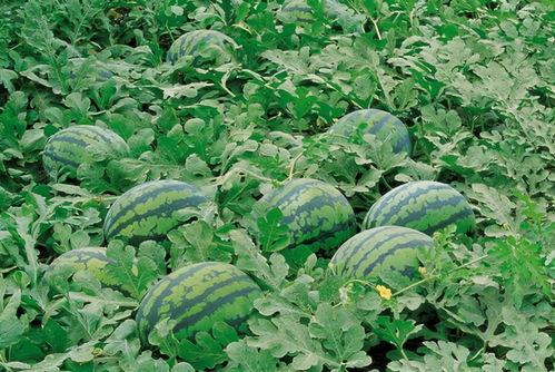 工商师范吃瓜,吃瓜群众揭秘校园热点事件