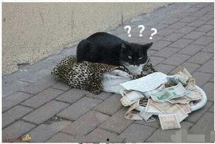 好奇吃瓜图片大全,趣味横生的视觉盛宴