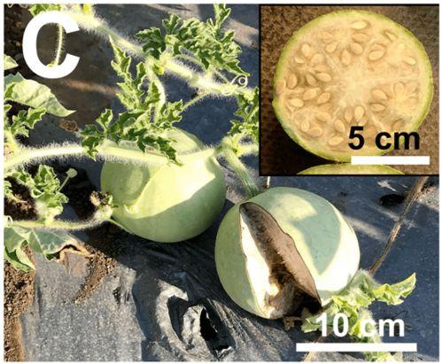 好奇吃瓜图片大全,趣味横生的视觉盛宴