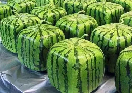 吃瓜罗伯特的由来,揭秘网络热词的演变之路