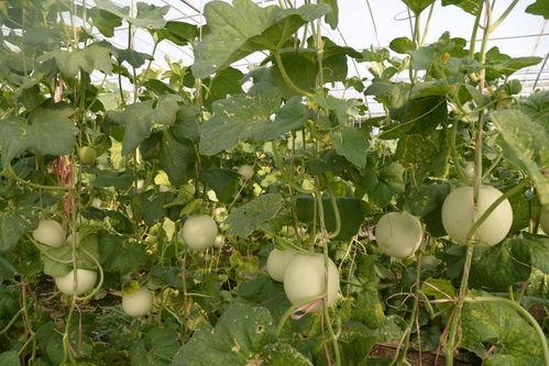 甘肃回民吃瓜,传统饮食习惯中的甜蜜记忆