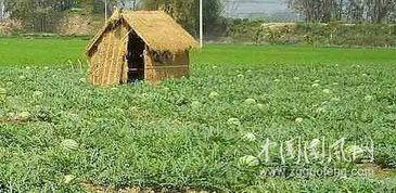 摆摊吃瓜怎么样,品味人间烟火——吃瓜群众的市井生活