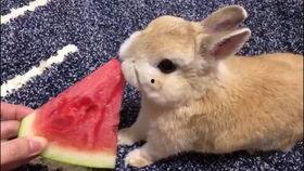 吃瓜兔怎么画,轻松绘制可爱瓜果形象