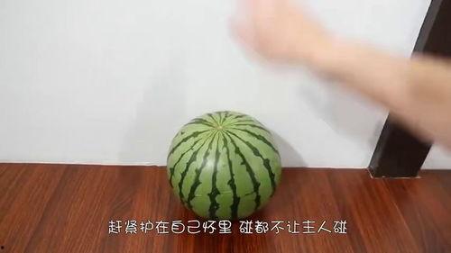 吃瓜究竟吃的是什么瓜,吃瓜群众究竟在品尝何种瓜果之谜