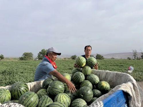 永年区吃瓜事件,一场网络热议背后的真相与反思