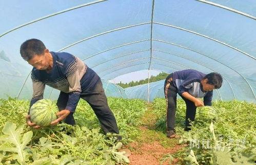 永年区吃瓜事件,一场网络热议背后的真相与反思