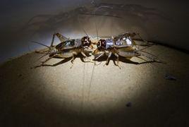 吃瓜的小蟋蟀,趣味盎然的夏日时光