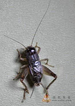 吃瓜的小蟋蟀,趣味盎然的夏日时光