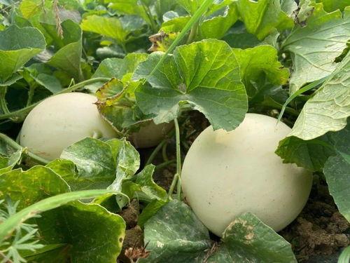 煤球儿吃瓜,揭秘网络热词背后的趣味与思考