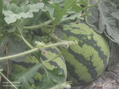 吃瓜热线,吃瓜热线背后的惊人真相