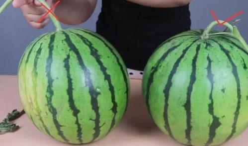 吃瓜还嫌瓜不甜,仍觉瓜不甜的奇妙体验