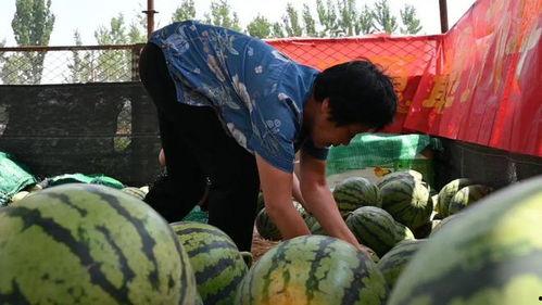 岗头村吃瓜视频,揭秘乡村生活趣味瞬间